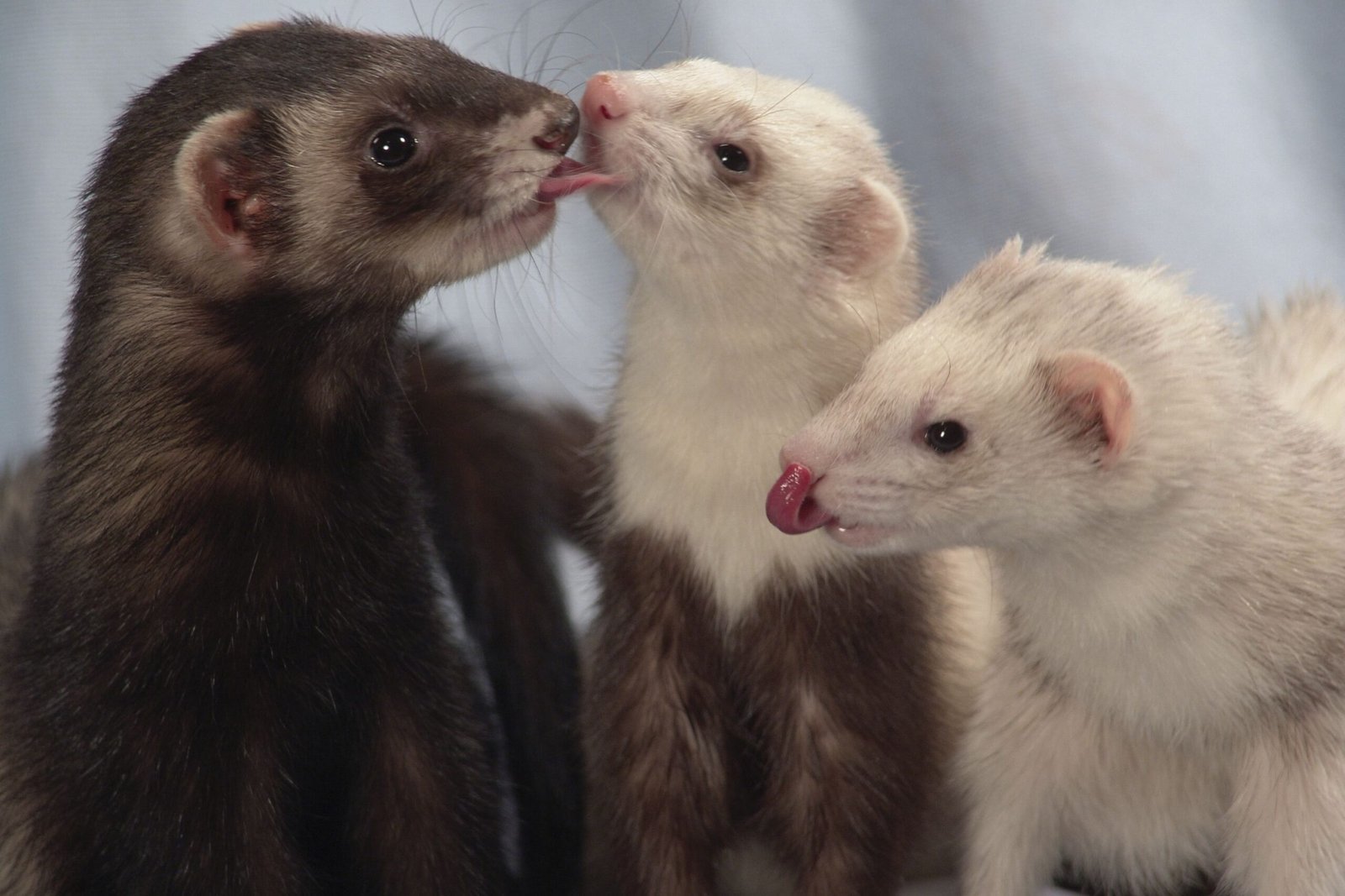 furet léchant un autre furet