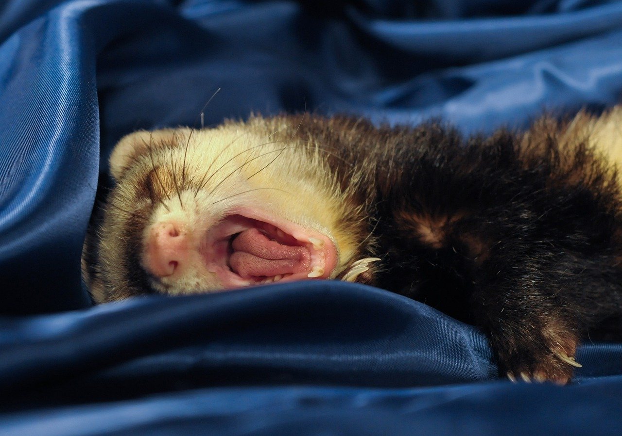 furet malade fatigué furet malade fatigué