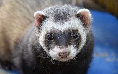 Pourquoi mon furet me lèche ?