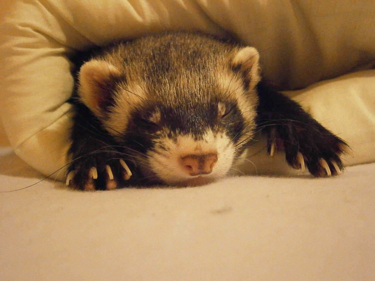 Furet endormi Furet endormi