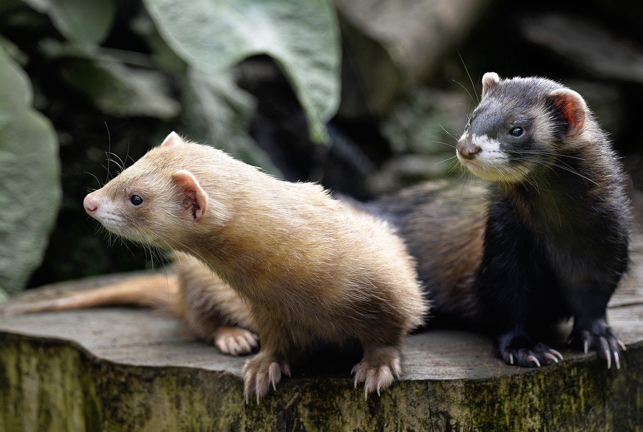 deux furets deux furets