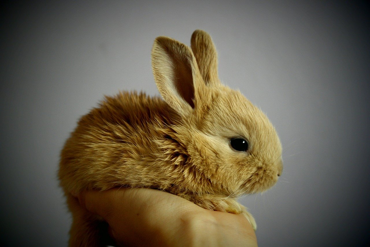 rabbit-373691_1280 (1) Prix d'un lapin nain