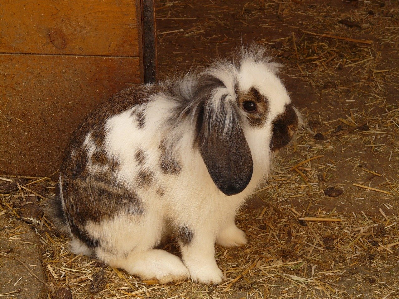 Lapin nain bélier sur la paille
