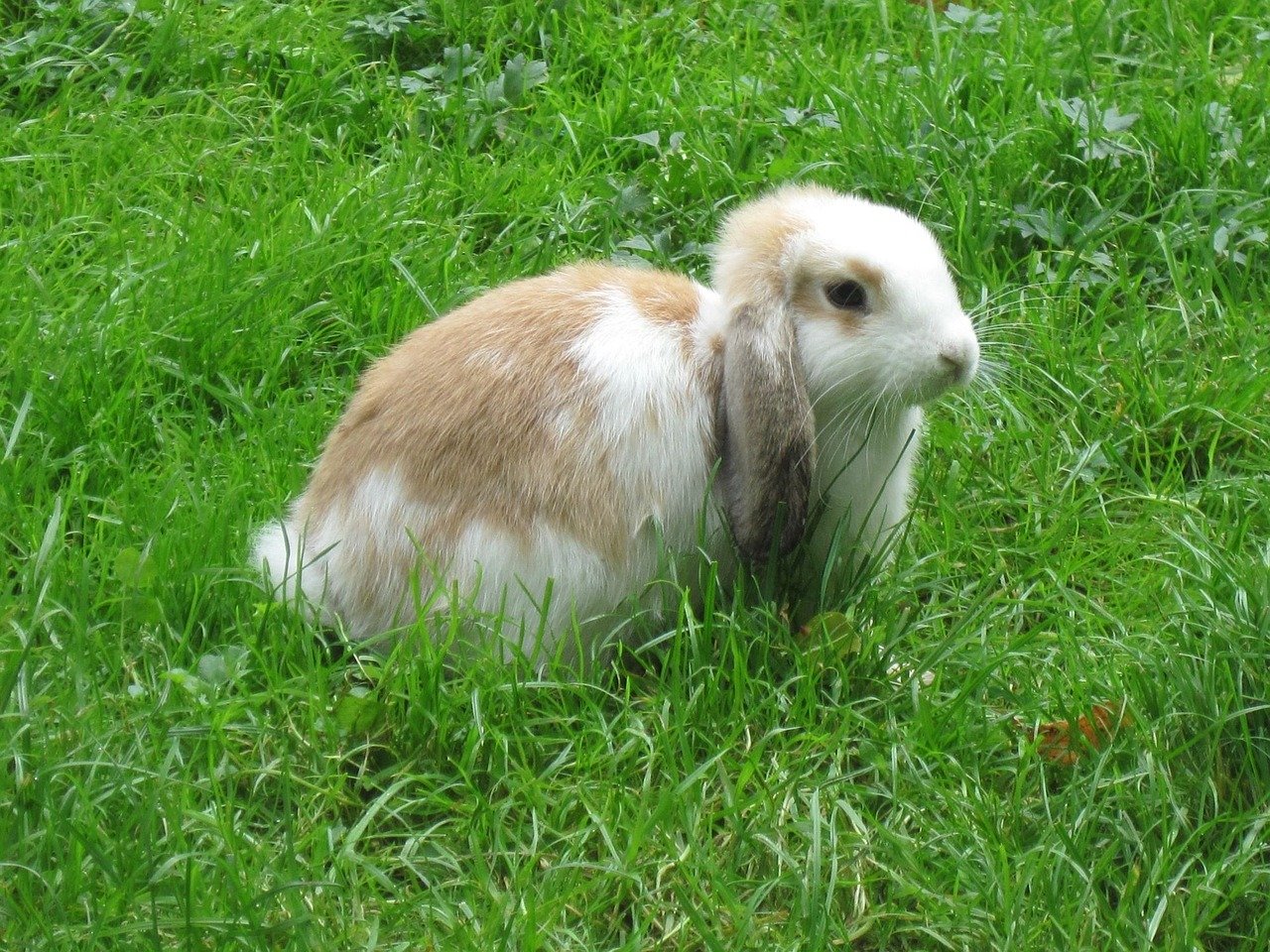 lapin nain bélier dans l'herbe