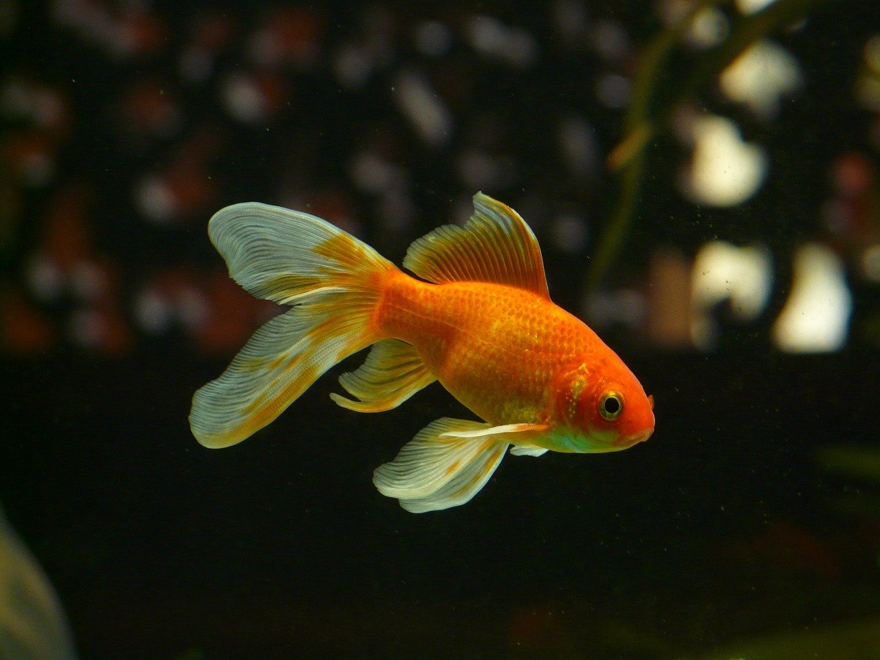 Durée de vie des poissons rouges